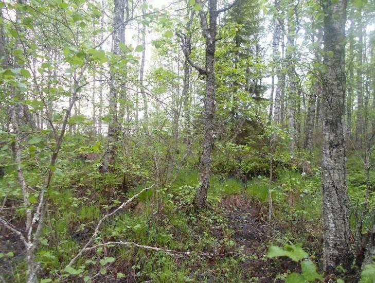Mänty dominoi edelleen ja sekapuuna on harmaaleppää ja koivua. Puustoa on harvennettu. Kuvat 17ab. Kuvissa Ala-Tervajärven eteläpuolen joen varren suurruohoista tulvametsää. Lehtipuuta on runsaasti.