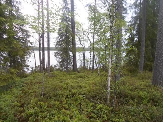 14 tuoretta mäntykangasta, hieman kookkaampaa, mutta tasaikäistä.