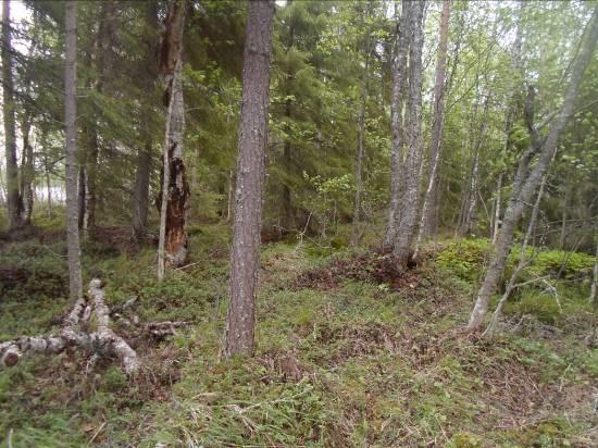 Rantavyöhykkeellä vaihtelevat kallioiset ja lohkareiset jyrkkärinteiset rannat ja selänteiden väliset soistuneet painanteet.