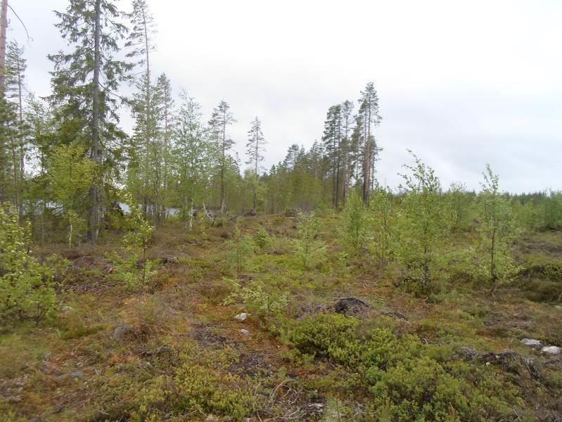 Joen koskipaikat sijoittuvat kallioperän kynnyskohtiin (Talaskoski, Myllykoski ja Hakokoski) ja täällä kallioperä on selvästi nähtävillä.