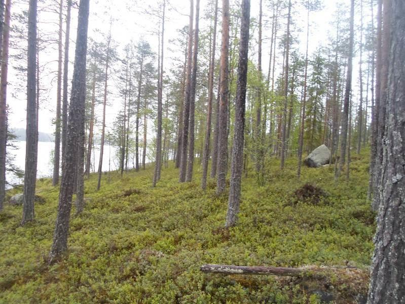 7 3.3 Kasvillisuus Suunnittelualueen metsät ovat tuoreen kankaan kasvupaikkatyypin metsiä eli variksenmarjamustikka-tyyppiä. Metsät ovat myös mäntyvaltaisia ja edustavat alueen yleisintä metsätyyppiä.