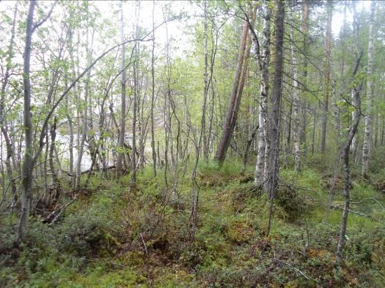 8 vielä jyrkkäpiirteisempää kuin edellä. Niemeltä avautuu kauniita näkymä kohti luonnonsuojelualuetta.
