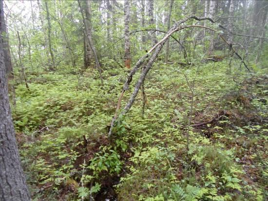 Juotin pohjoispuolella on ranta jyrkkä kallioinen ja lohkareista kuivaa tai kuivahkoa mänty-koivu kangasta