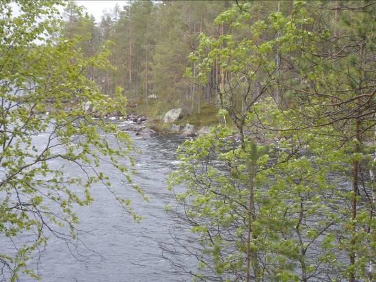Picea abies, kuusi 1 Populus tremula, haapa 1 Pinus sylvestris, mänty 3 Betula pendua, rauduskoivu 2 Vaccinum