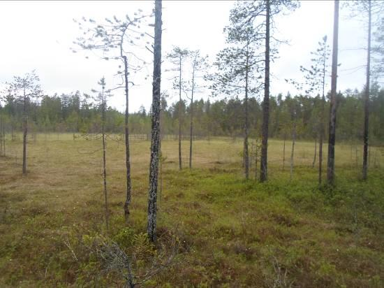 9 Kuvat 8ab. Vasemmalla Tervalahden luhtasuota. Oikealla Tervalahden kallio-moreeniselänteiden harvaa kuivahkoa mäntykangasta.