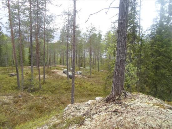 Kallioiden välissä on kapeita juotteja. Tervalahden pohjukka on soistunut ja rantaa reunustaa komea luhtareunus. Luhtasuon itäpuolella on kallioselänteitä, jolla mänty - kuusivaltaista puustoa.