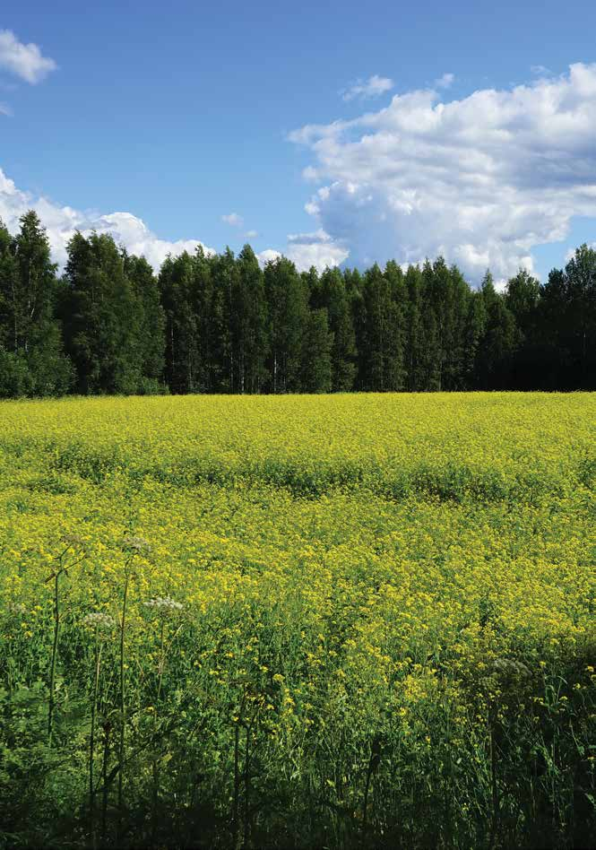 Heinänkorjuutalkoissa