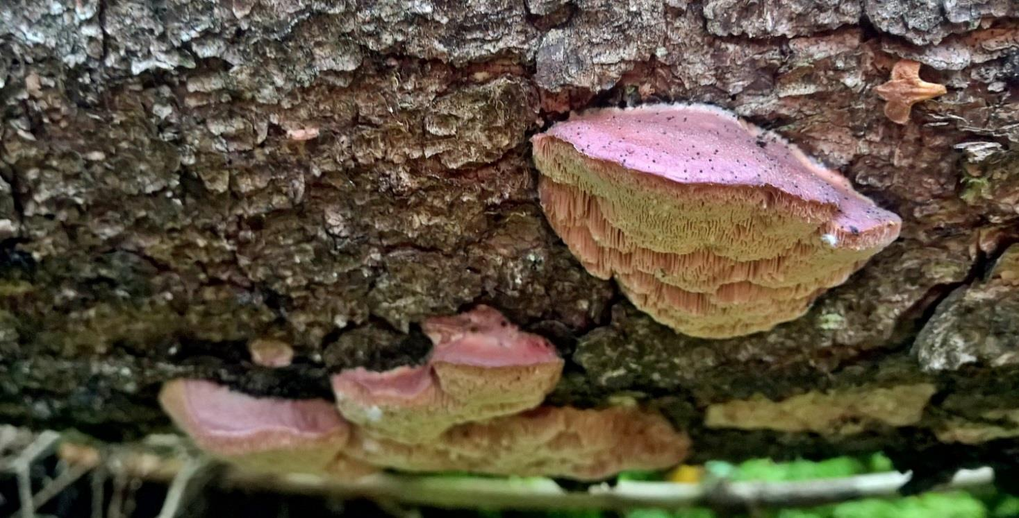 Yksittäishavainnot muilta alueilta Metsähallitukselle jo aiemmin toimitetut yksittäishavainnot olivat pääosin Metsähallituksen tiedossa kartoituksia tehtäessä.