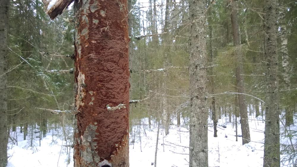 Koivulahti, Ruovesi Kohde sijaitsee Metsähallituksen hallinnoimalla entisellä METLA-maalla. Paloselkään rajoittuva metsä on runsaslahopuustoista, rehevää vanhaa kuusimetsää.