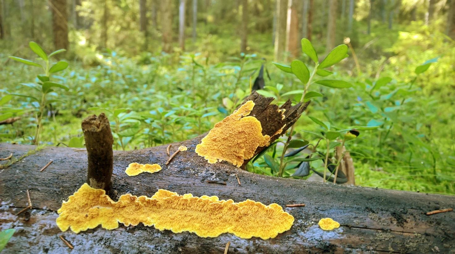 Pöyhölä Pöyhölän vanhat metsät Keurusselän länsirannalla liittyvät Haiton metsän tavoin entisen varuskunta-alueen laajoihin vanhoihin metsiin.