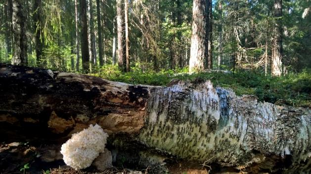 Ilovuori-Mäntymäki, Keuruu Keuruun seurakunta omistaa aivan Keuruun keskustan kupeessa laajan metsäalueen, joka on suosittu lähivirkistyskohde polkuverkostoineen.