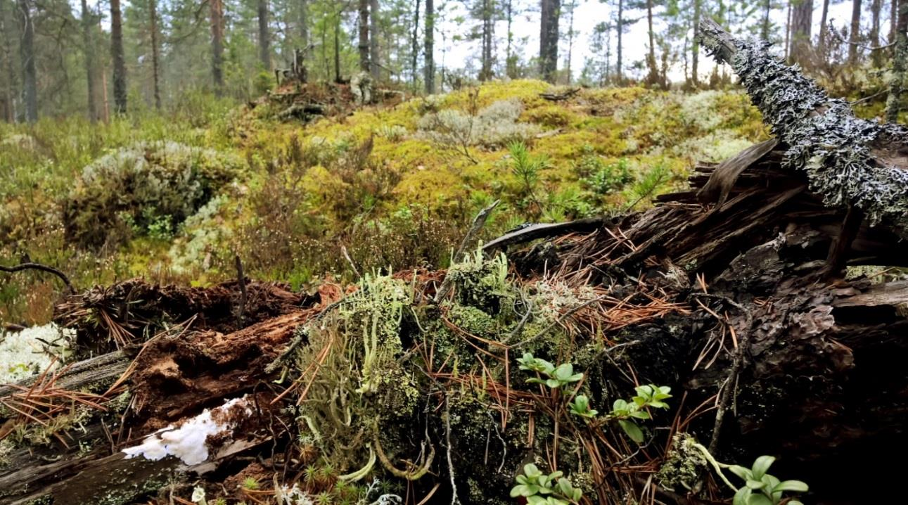 Mullikkasuo, Keuruu Suon pohjois- ja itäpuoliset karut, kallioiset metsät ovat selvästi yli 100-vuotiaita lahopuustoisia, erirakenteisia männiköitä.