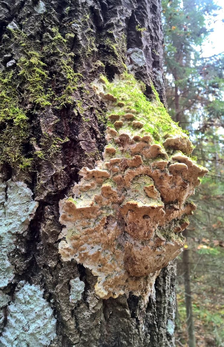 Korven länsipuolella rinteessä on vastaavaa kangasmetsää, joka ylempänä rinteessä vaihettuu harjoituskäytössä kuluneemmaksi ja hoidetummaksi metsäksi.