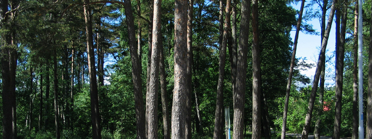 Lammen ympäri kiertävän polun kaakkoisreunan metsänreuna monipuolistetaan kerrokselliseksi, istutetaan matalampia ja korkeampia esim. kukkivia pensaita.