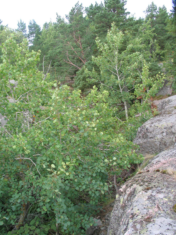 Hiidenkirnulle johtavien portaiden kaide vaihdetaan toisenlaiseen hieman tukevampaan metallikaiteeseen.