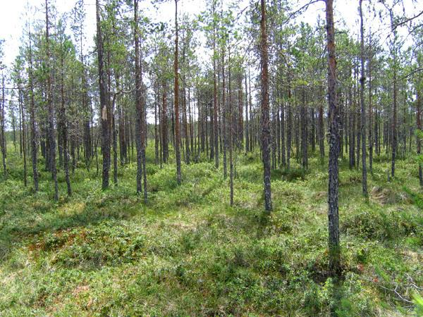 Sammalistoa leimaa ruskorahkasammal, rusorahkasammal ja jokasuonrahkasammal. Kuva 5. Isovarpu- ja rahkarämettä Kuva 6.