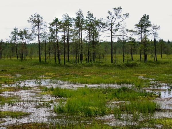 Rämemuuttuman puustona on mäntyä. Kenttäkasvillisuudessa tavataan usein melko runsaasti vaivaiskoivua (Betula nana). Joillakin paikoilla kanerva on valtalaji.