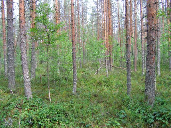 Lisäksi suokasvillisuuden osuus on yleensä vähentynyt ja kasvillisuustyyppi muuttunut metsämäiseksi.