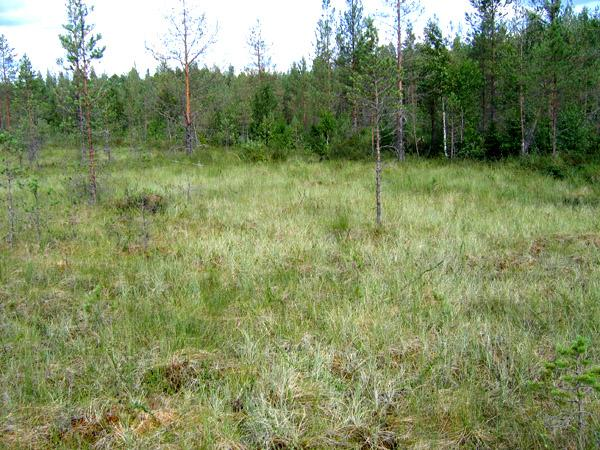 (Deschampsia flexuosa), metsäimarretta (Dryopteris carthusiana), metsämaitikkaa (Melampyrum