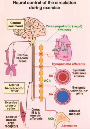 17 3.1 Autonominen hermosto verenkiertoelimistön säätelijänä Autonominen hermosto (autonomous nervous system, ANS) säätelee verenkiertoelimistön toimintaa sydämeen ja verisuonistoon kytkeytyvien