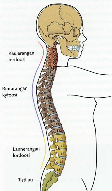 9 Hervonen (2005, 89) kuvailee, että terveessä rangassa on kaarevia muotoja (kuva 2). Rintarangan alueella rangassa on kaari eli kyfoosi.