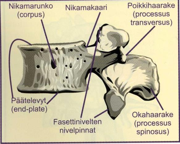 10 transversus) suuntaavat nivelulokkeiden etupuolelta ja siitä suippenevasti sivulle. Poikkihaarakkeisiin kiinnittyvät useat selän lihakset (Hervonen 2004, 81 83).