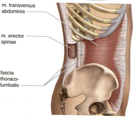 20 Kuva 14. Poikittaisen vatsalihaksen (m. transversus abdominis) ja selän ojentajalihasten (m. erector spinae) sijainti sekä lanneselkäkalvo (fascia thoracolumbalis) (Reichert 2008, 97).