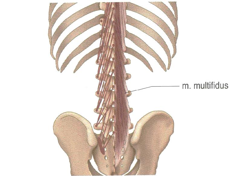 21 Kuva 15. Monihalkoinen lihas (m. multifidus) (Reichert 2008, 99). Suolikylkiluulihas ojentaa vartaloa yhdessä pitkän selkälihaksen kanssa.