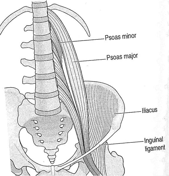 22 psoas minor) (kuva 16) avustaa lannerangan koukistuksessa (Middleditch & Oliver 2005, 120 121).