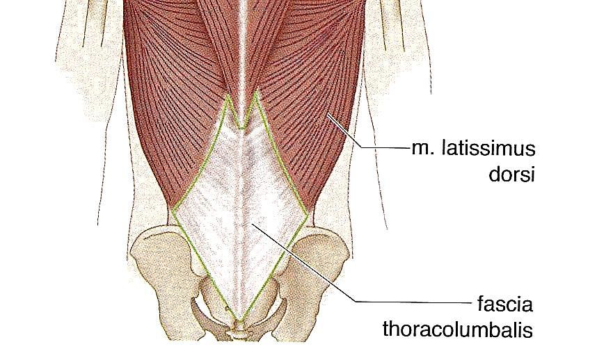 26 Lanneselkäkalvo eli TLF (fascia thoracolumbalis) (kuva 19) on kolmesta kerroksesta koostuvaa, ei- supistuvaa kudosta, joka on kriittisenä tekijänä lanneselän alueen toiminnallisessa