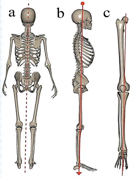 40 7 ERGONOMIA Ergonomia on tekniikan ja toiminnan sovittamista ihmisille. Sen avulla työvälineet, ympäristö ja työ sopeutetaan vastaamaan sen ominaisuuksia ja tarpeita.