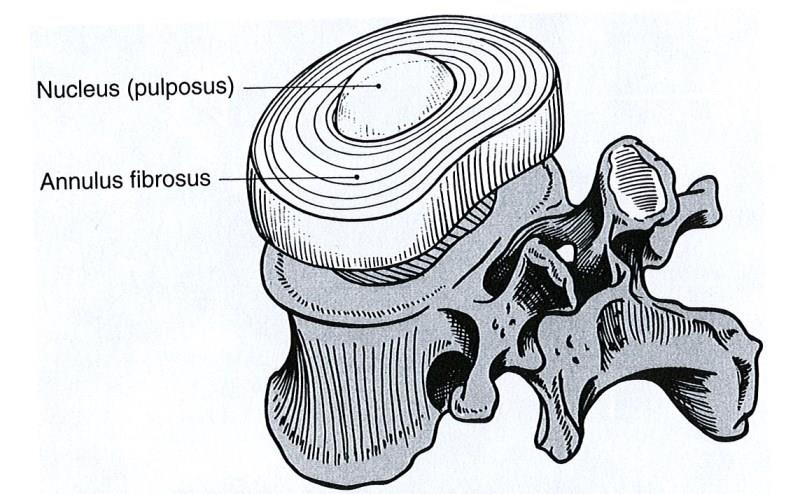 12 rakenteen ansiosta, ydin toimii iskunvaimentimena. Sen tehtävänä on jakaa kuormitus peräkkäisille nikamille. Selkärankaan kohdistuvan kompression aikana ydin laajenee ja jännityksessä pienenee.
