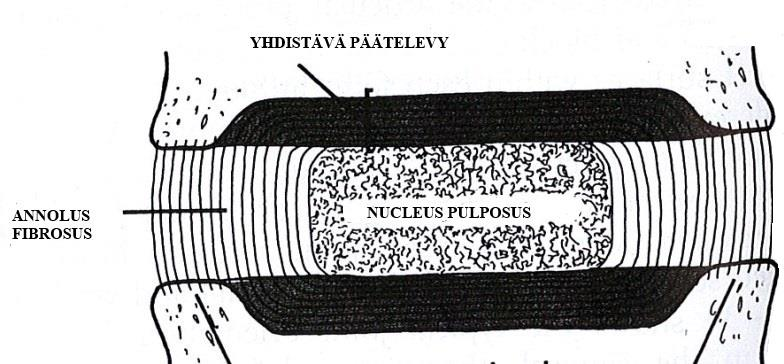 Voimakas ja rengasmainen rakenne ympäröi välilevyn ydintä. (Hervonen 2004, 85; Platzer 2009, 54.