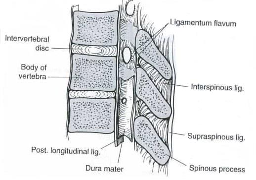 13 3.4 Ligamentit Anterior ja posterior longitudinal ligamentit kulkevat nikamarunkojen edessä ja takana.