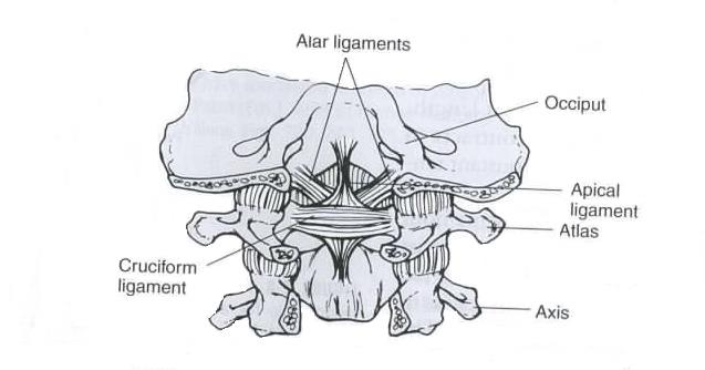 14 KUVA 7. Nikamia ja takaraivoluuta yhdistävät ligamentit (Hamill & Knutzen 2009,263, muokattu.) 3.