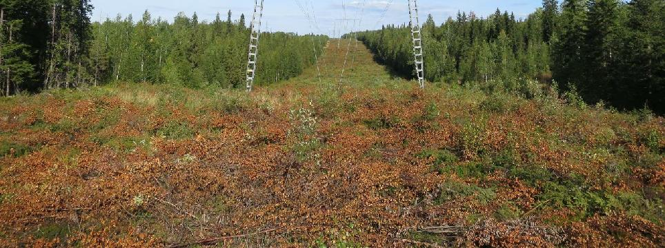 metsänreunan muodostamaan taustaan.