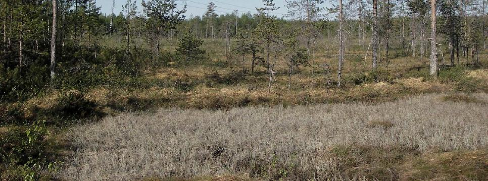 Näkymä nykyisen voimajohdon suuntaan Lamurinaapasuon eteläosasta.