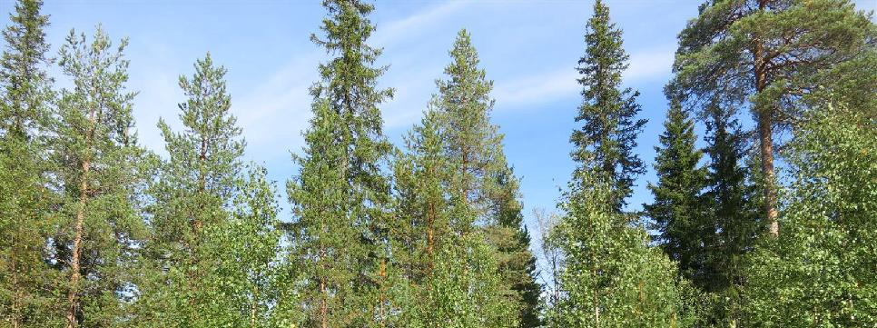 Ympäristöstä katsottuna puusto katkaisee näkymät kohti