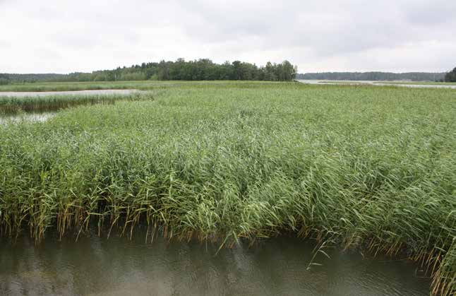 Mynälahden itäpuolella sijaitsevalla Koskostenlahdella kasvaa runsaat vesi- ja maaruovikot. tavia lintulajeja, ja että alueen maanomistajat pitivät ruovikon poistamista kannatettavana.