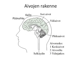 8 6. Vastaustekstin rakenteen suunnitteleminen Piirrä tai suunnittele muuten