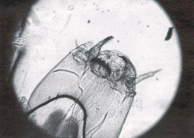 9.3 Biomassan määrittäminen Biomassamääritysten tarpeellisuus riippuu tutkimuksen tavoitteesta, joten se arvioidaan ohjelmaa laadittaessa.