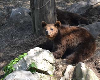 Sidä vois verrata Kiži-suarel olijah muzeih, kus on säilytty vahnua taloidu da huonustu, ga Skansen sit puolespäi, emmo ota luguh kirikkölöi, on äijiä suurembi da voibi sanuo rikkahembi.