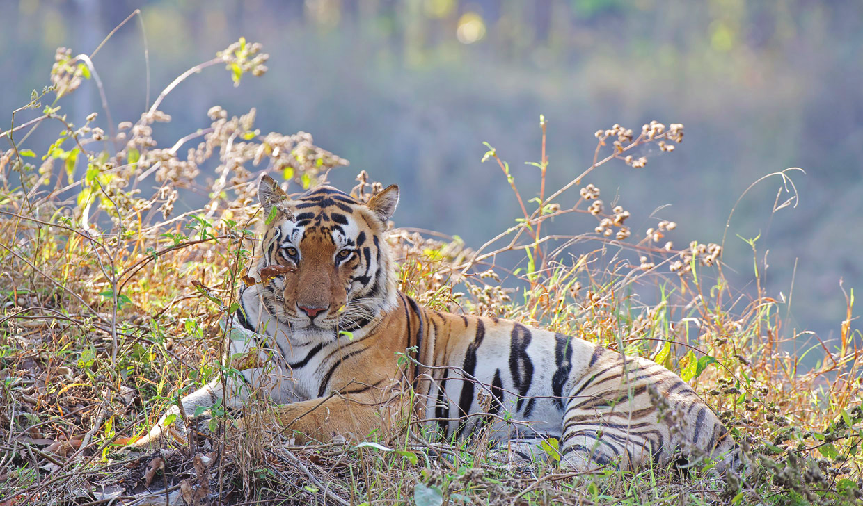 Ma 3.4.2017. Kanha National Park (A, L, P) Toinen täysi safaripäivä Kanhan kansallispuistossa. Tiikerien ohella Kanhan keskiosilla olevat metsäniityt ovat kuuluisia aamun upeista usvamaisemista.