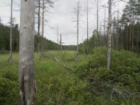 Huuhkajavaaran luonnonsuojelualue Huuhkajavaaran yksityinen luonnonsuojelualue (YSA205411, kuva 4-8) sijaitsee Kontiolahti- Kattilajoki johto-osuuden keskivaiheilla, Kuusjärven ja Urkkalammen