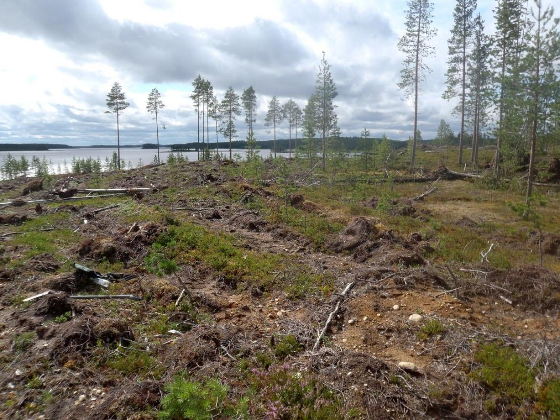 1 Metsähallitus, metsätalous Hans-Peter Schulz Taivalkoski itä- ja lounaisosat