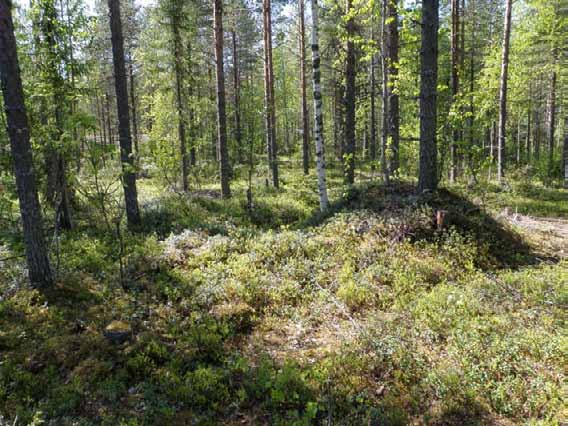 83 Ympäristön 0 Ei määritelty Yleiskuva