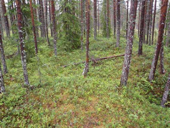 113 Olotila: Arvotus: 3 Esitys mj-luokka II Kohteen 2 Ei käytössä