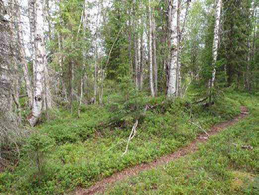 251 Kuvaus: Tila: 1 Ehdotettu Laji: 6 