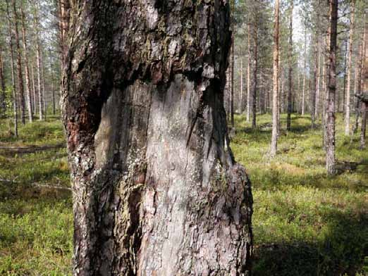 275 Ympäristön 0 Ei