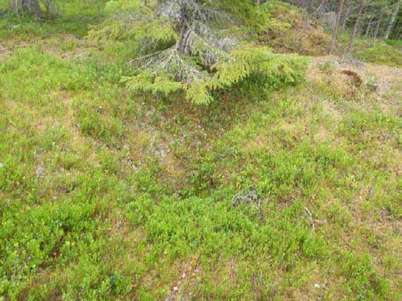 62 Olotila: Arvotus: 3 Esitys mj-luokka II Kohteen 2 Ei käytössä 2